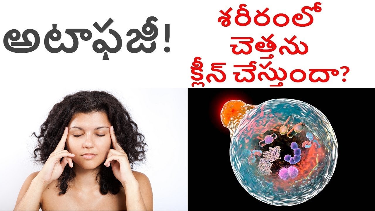 శరీరంలో చెత్తను క్లీన్ చేసే అటాఫజీ! What is Autophagy? Facts and Myths