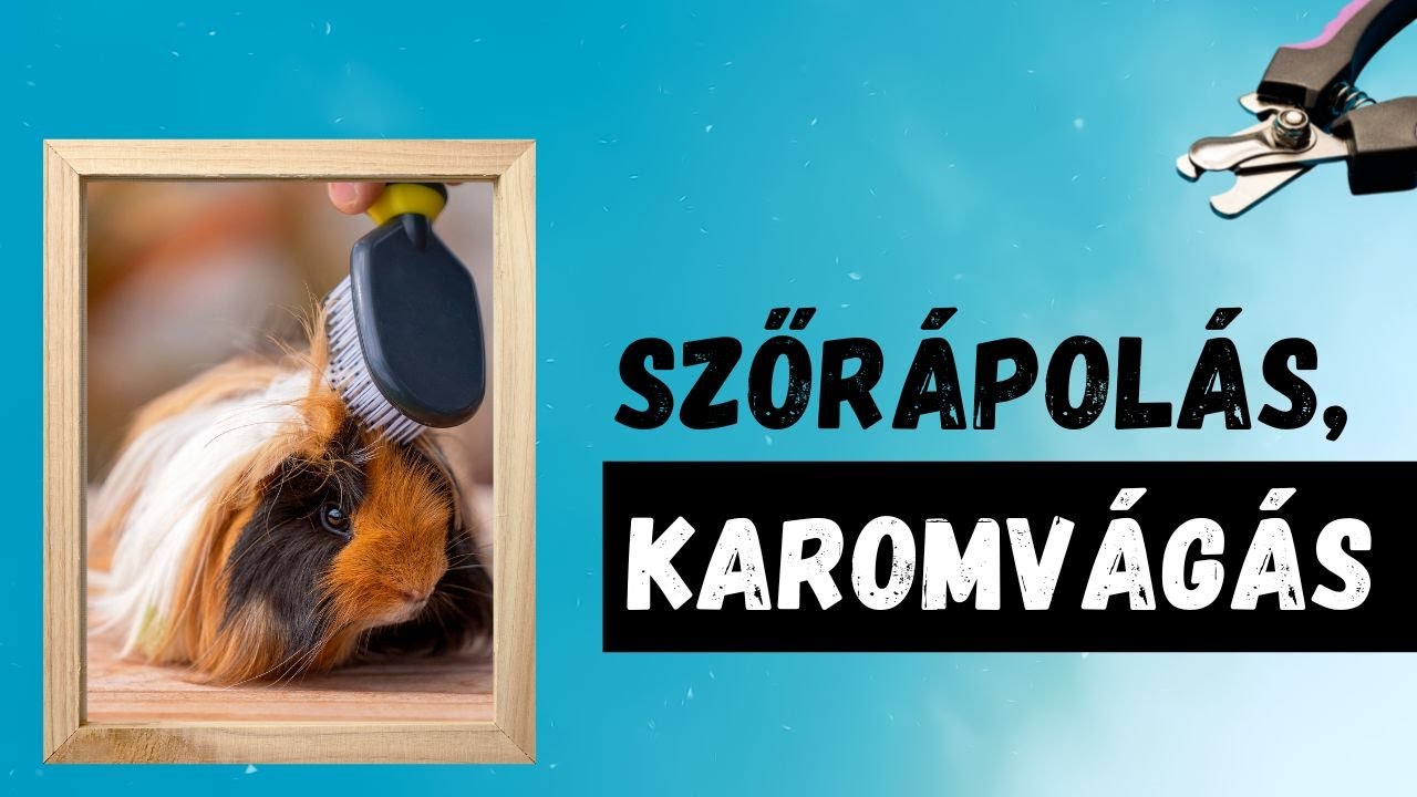 🤓 Szőrápolás, karomvágás (Gazdiakadémia)