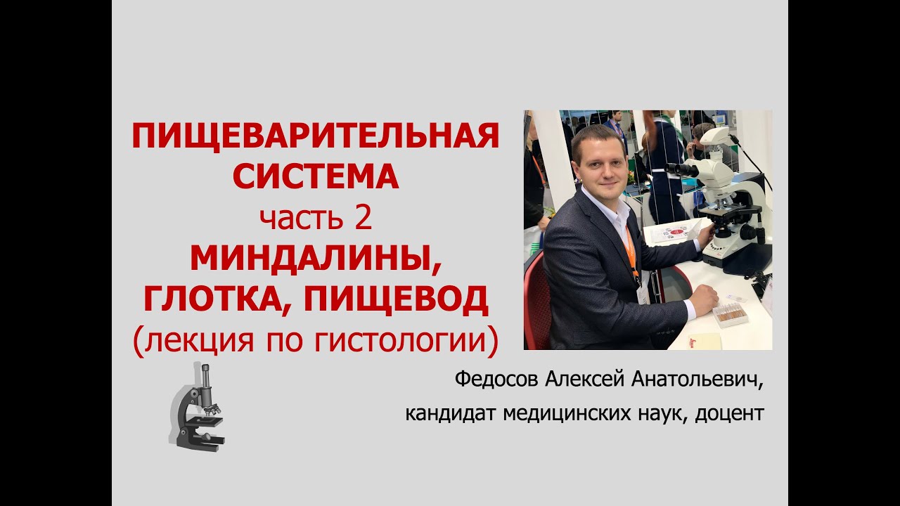 ПИЩЕВАРИТЕЛЬНАЯ СИСТЕМА 2. МИНДАЛИНЫ, ГЛОТКА, ПИЩЕВОД (ЛЕКЦИЯ ПО ГИСТОЛОГИИ)