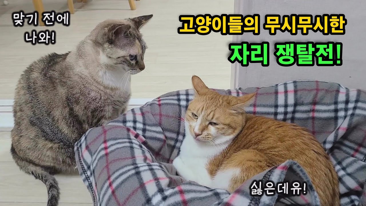 Милые котята каждый день борются за место♥️
