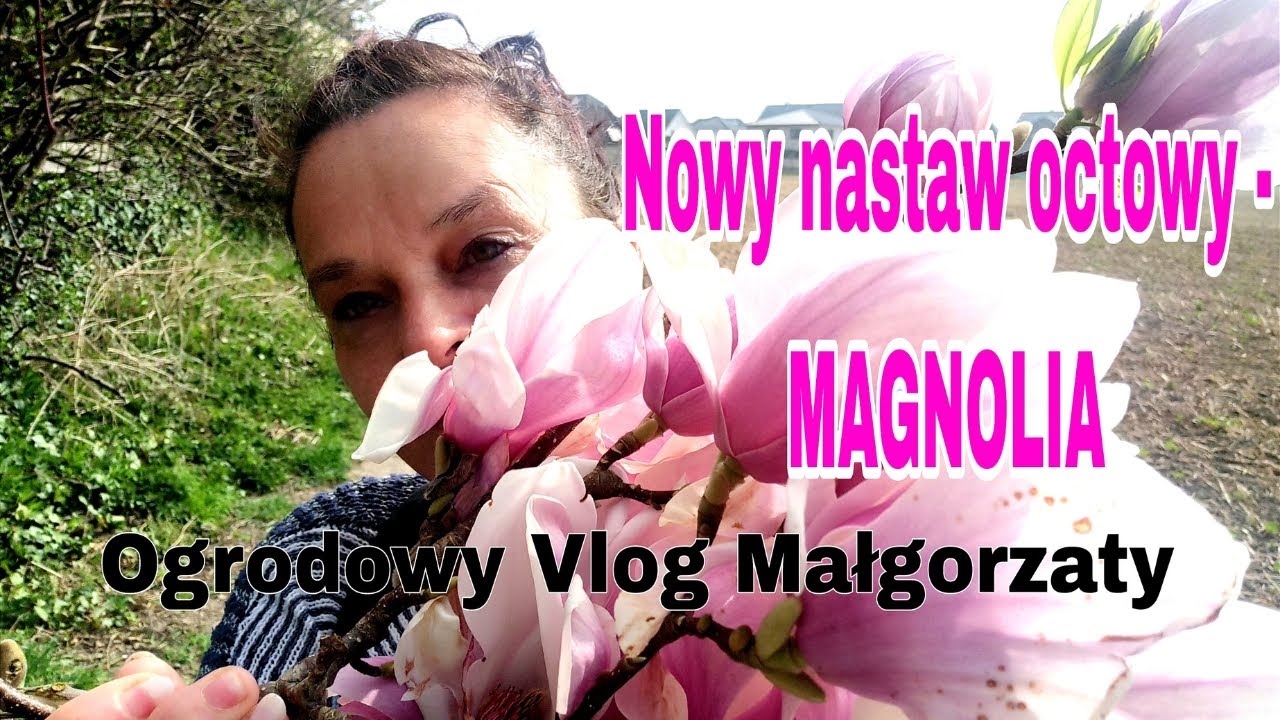 Nowy nastaw octowy - MAGNOLIA