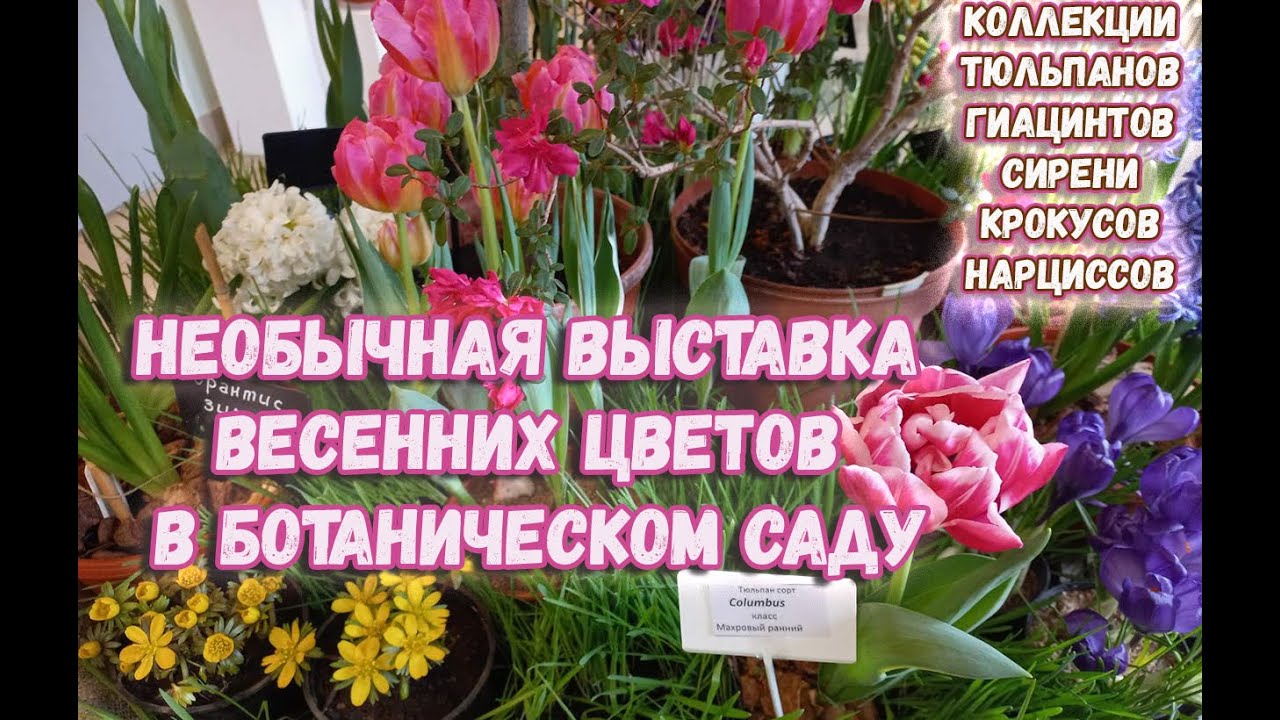 Spring flower exhibition at the Botanical Garden