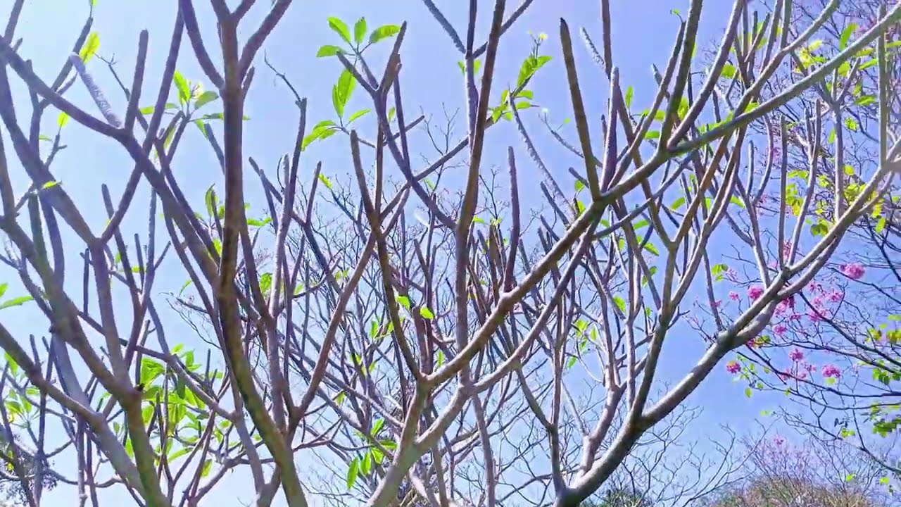 Bangalore Blushing Pink 🌸 | Cubbon Park Central Circle | Amazing Nature & Stress Relief