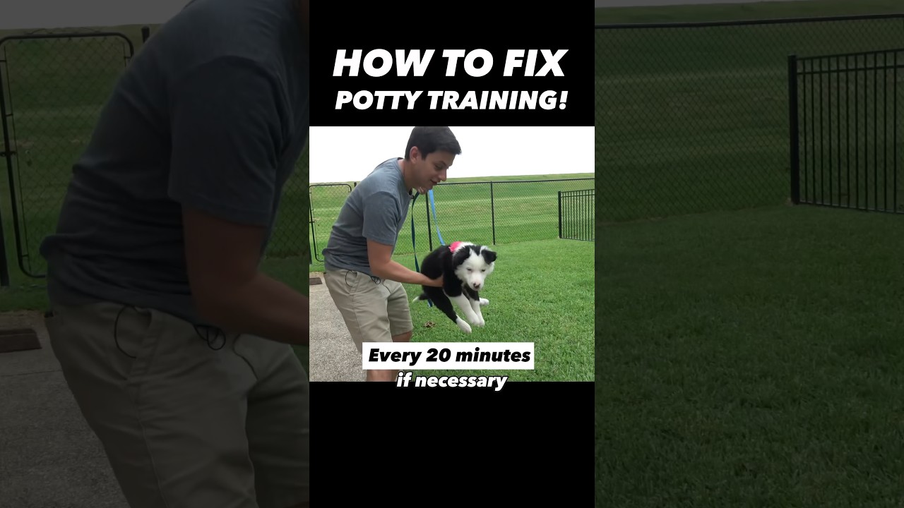 How to Fix Potty Training in 15 Seconds! 🤯 It&rsquo;s That Easy!! #dogtrainer #puppytraining #dogtraining