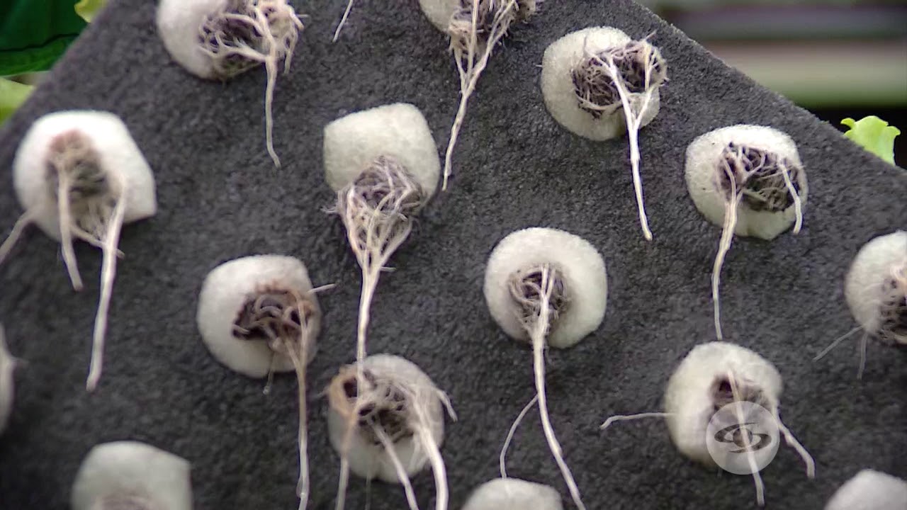 Manejo de plántulas hidropónicas de lechuga  | La Finca de Hoy