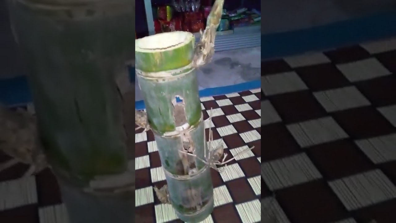 BAMBU KURUNG YG CUKUP LANGKA DAN BISA DI PAKAI MENERAWANG