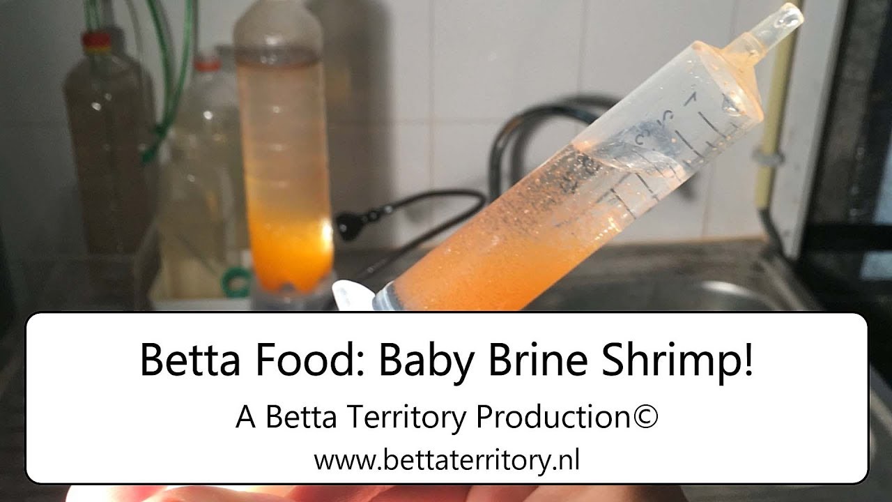 Betta Food: Baby Brine Shrimp (BBS)