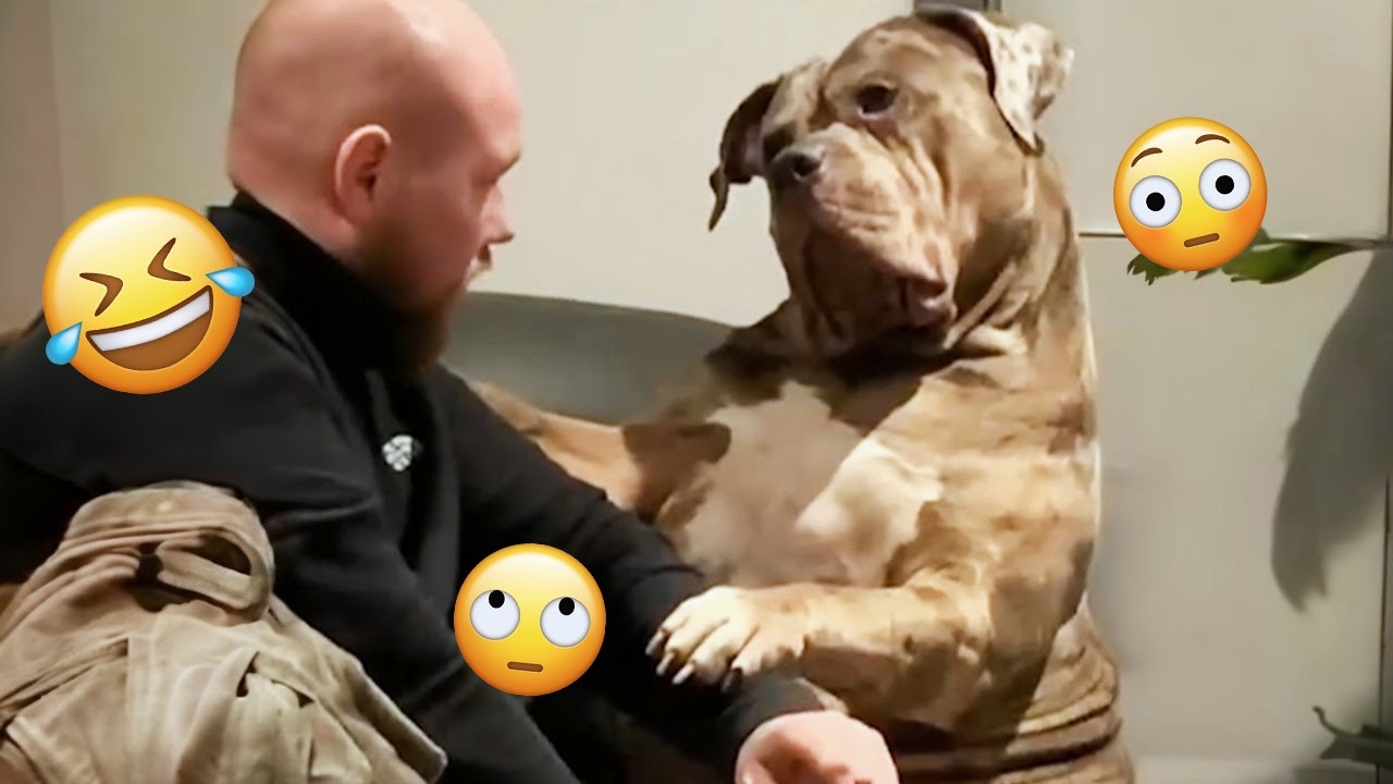 I dare you not to LAUGH at these FUNNY DOGS 😁🦮 - Best Funny Animals Videos 2025 #264