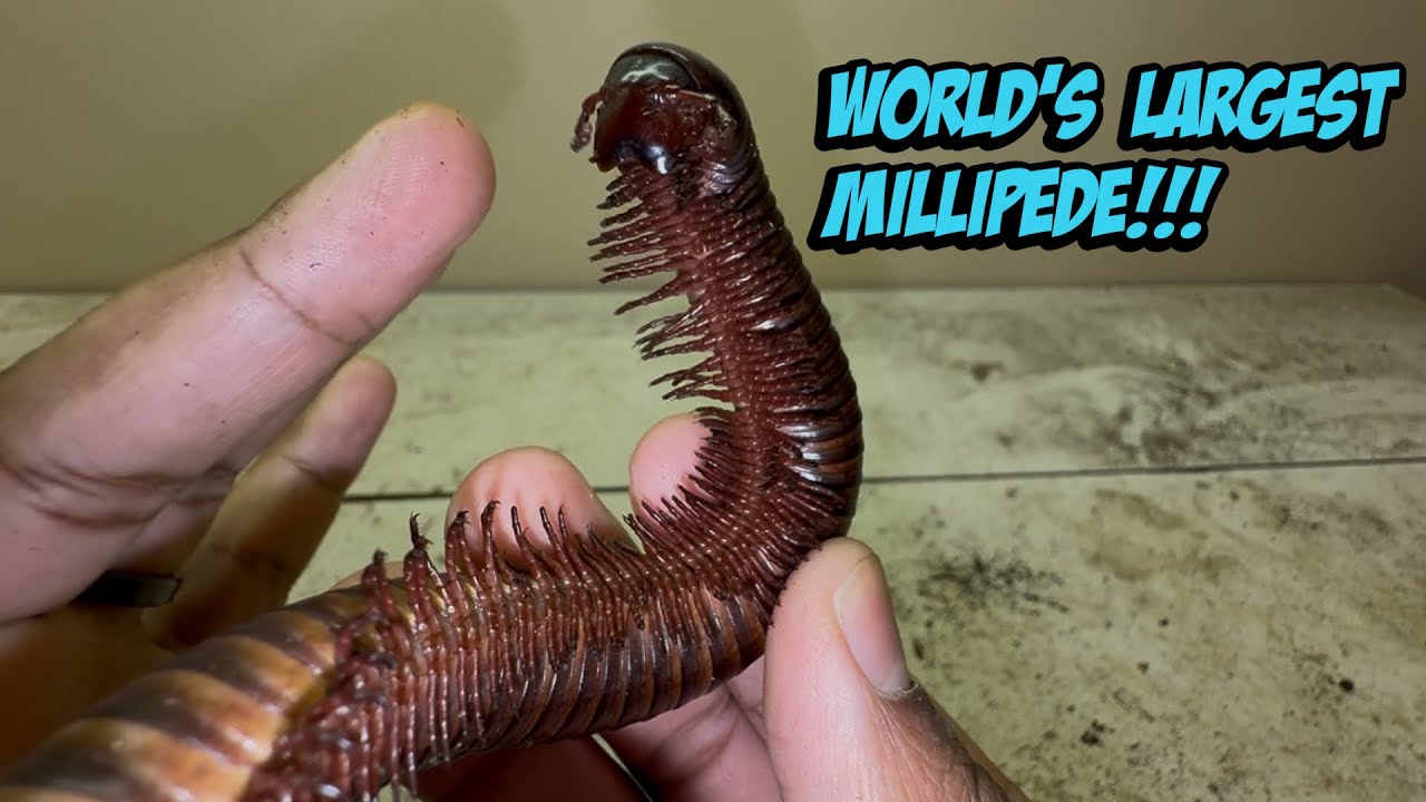Info on The Giant African Millipede!!