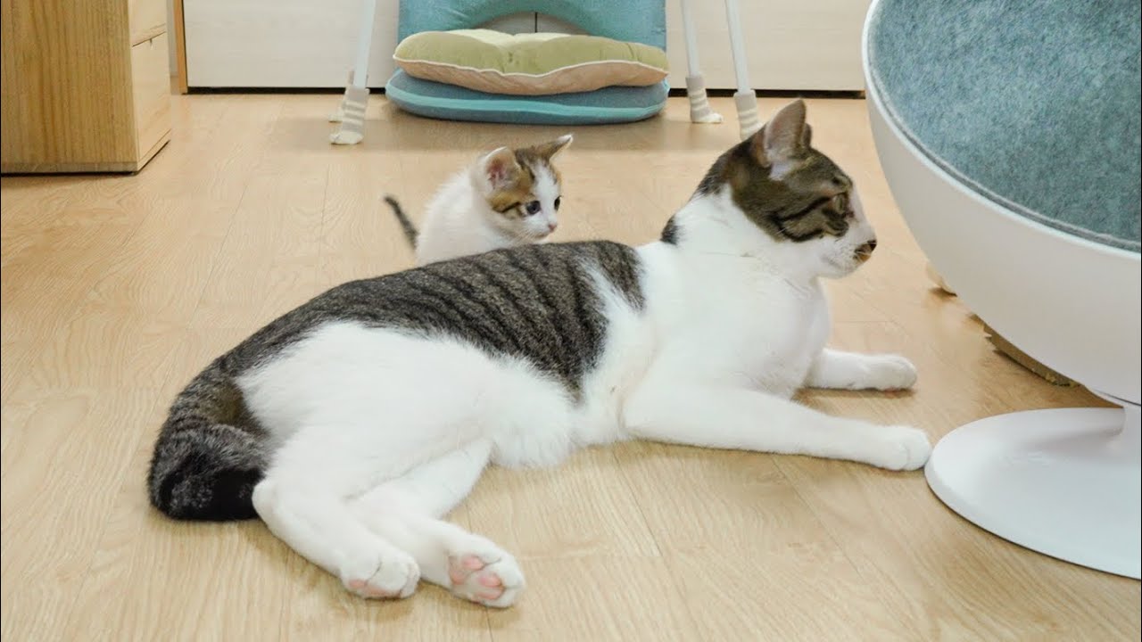 Can the Rescued Kitten Be Friends With the Big Cat? │ Episode.123