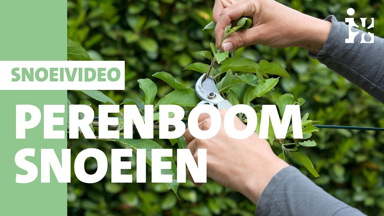 Intratuin - Perenboom snoeien