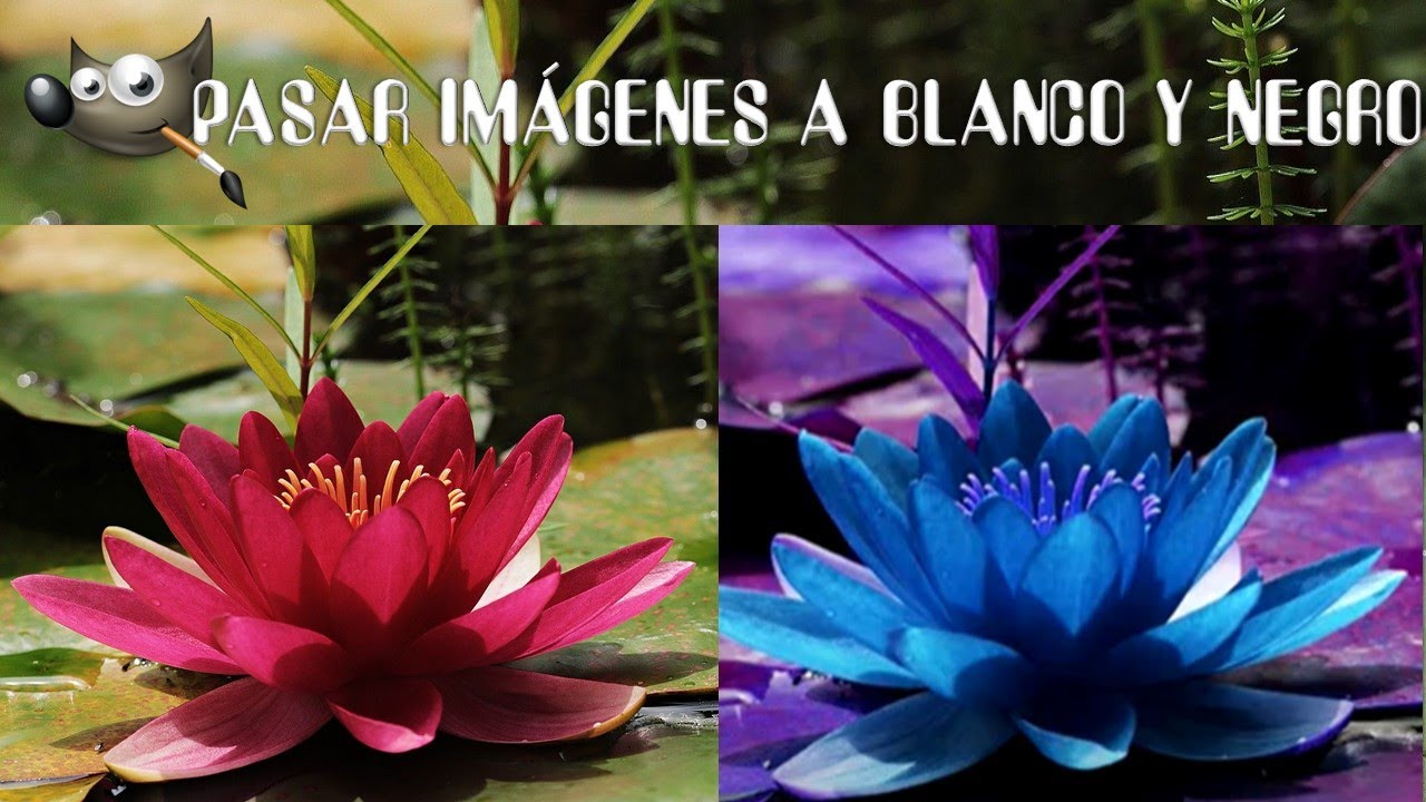 GIMP: PASAR IMAGEN A BLANCO Y NEGRO