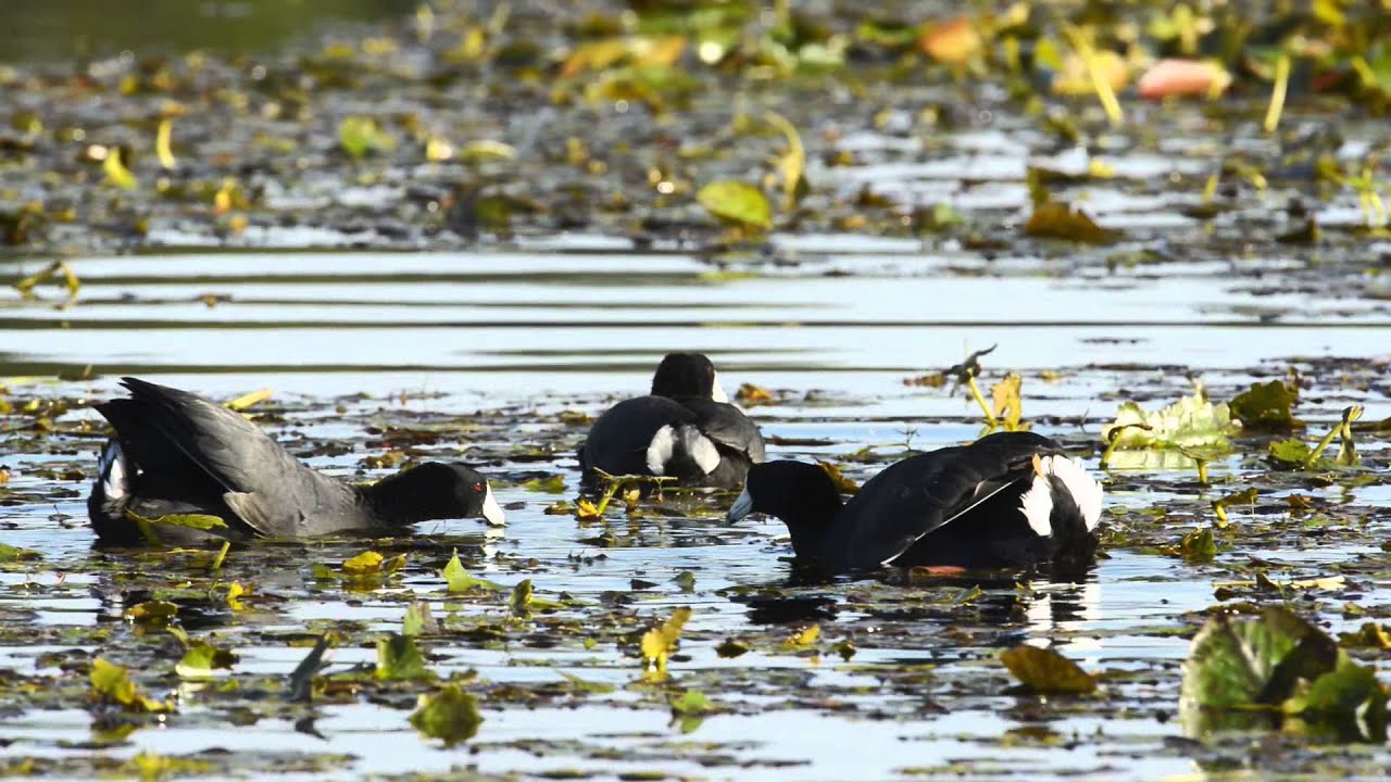 The American Coot