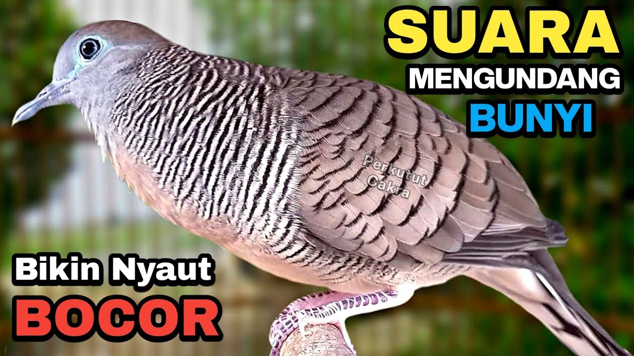 Perkutut Lokal Gacor Suara Besar - Pancingan Untuk Perkutut Malas Bunyi Langsung Nyaut