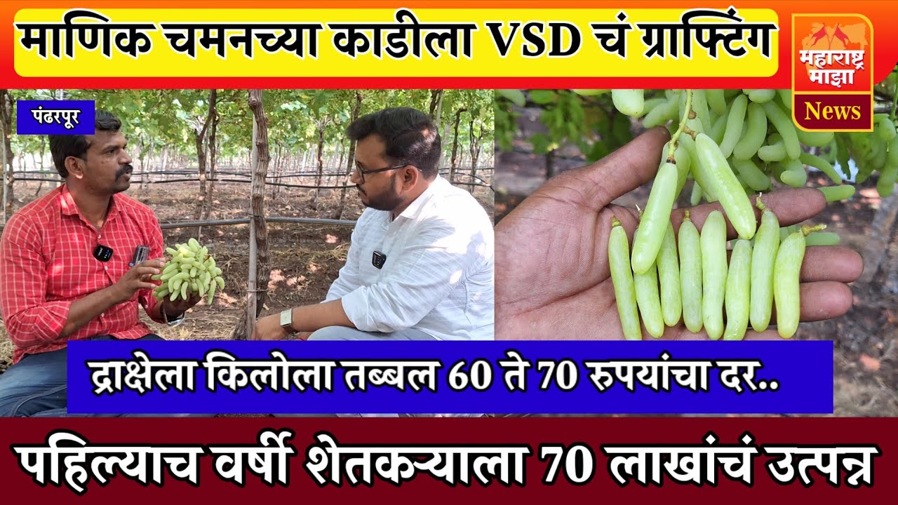 ♦️द्राक्ष शेती ! माणिक चमनच्या काडीला VSD चं ग्राफ्टिंग ! पहिल्याच वर्षी 70 लाखांचं भरघोस उत्पन्न..