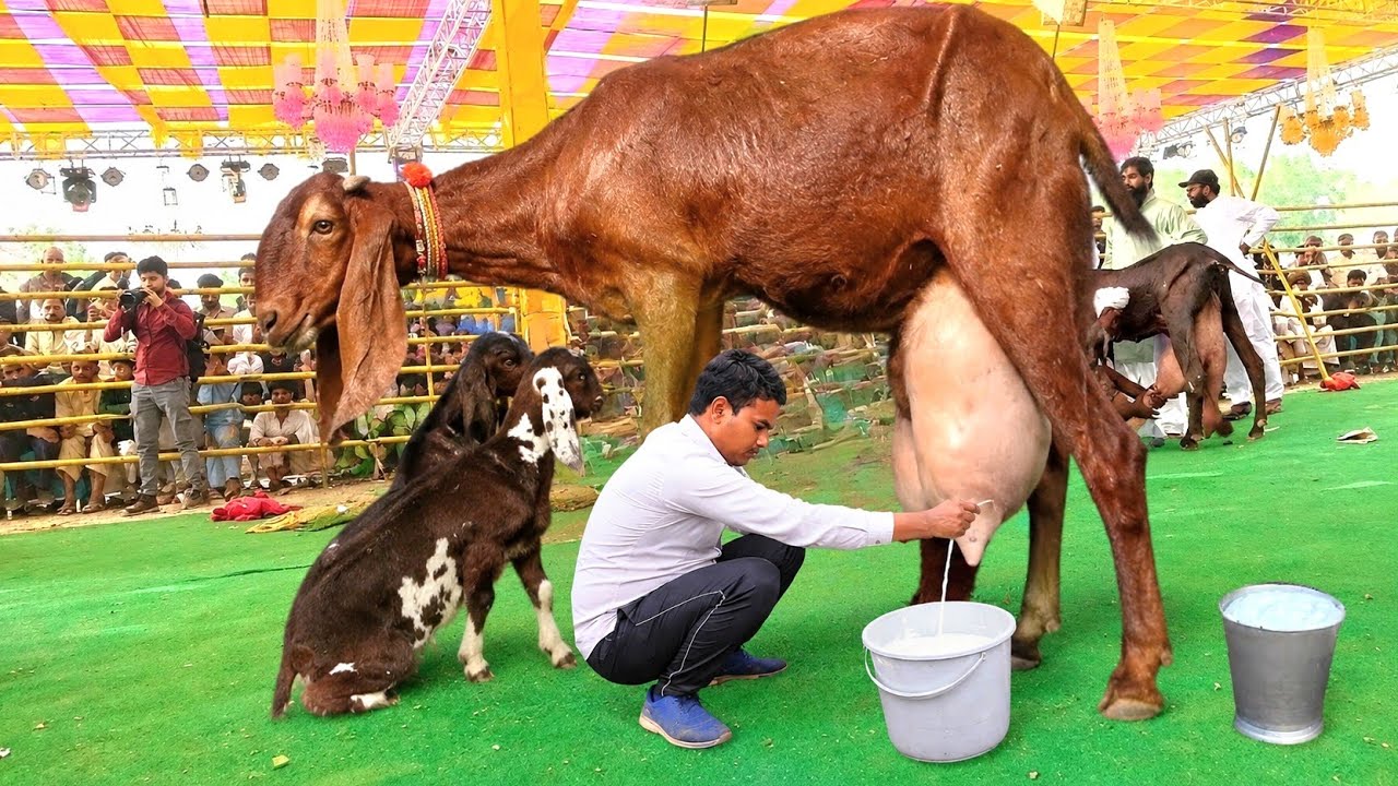 दुनिया की सबसे ज्यादा दूध देने वाली बकरी | The World&rsquo;s Highest Milk Producing Goat