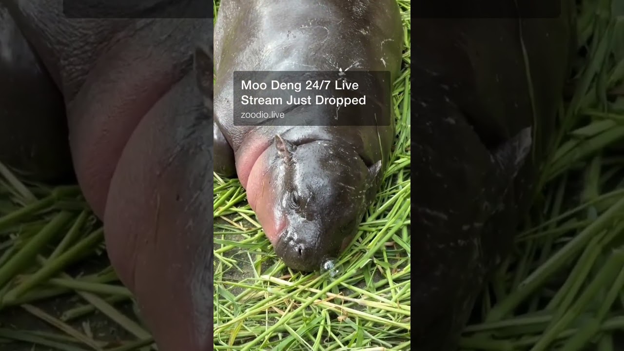 Moo Deng 24/7 Live Stream Just Dropped