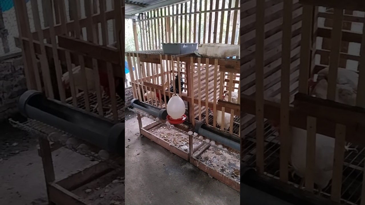 Desain kandang ayam kampung petelur #kandangayam #ayamkampungpetelur #ayamelba