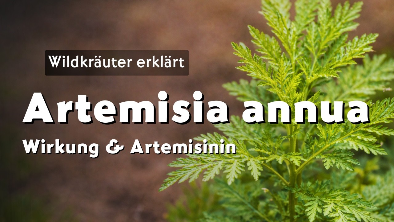 Artemisia annua (Einjähriger Beifuß) – Artemisinin, Wirkung & Forschung | Wildkräuter erklärt