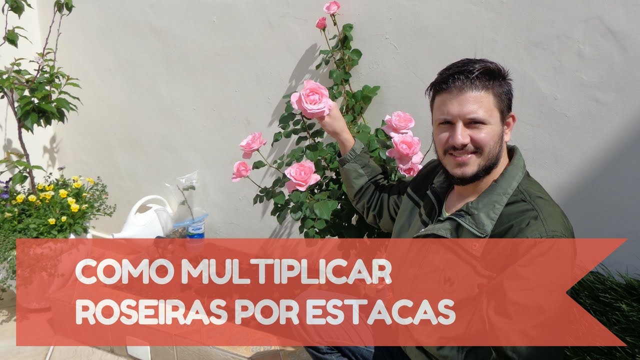 Como fazer mudas de roseiras por estaquia