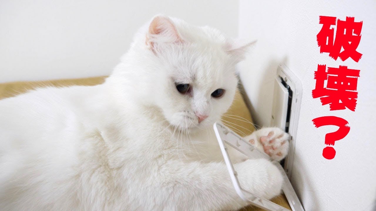 電気のスイッチを破壊するちょいちょい猫！今日は３本立てです！