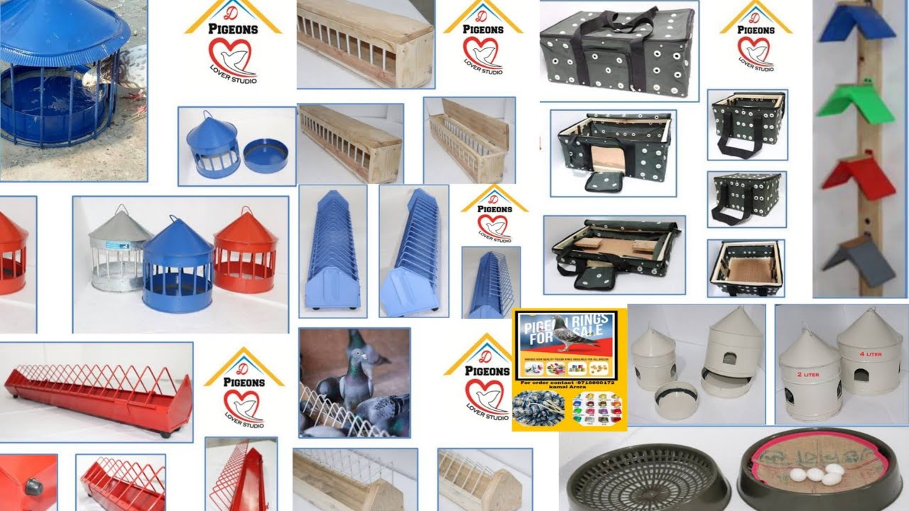 All types of pigeons  Accessories available with home delivery by kamal arora