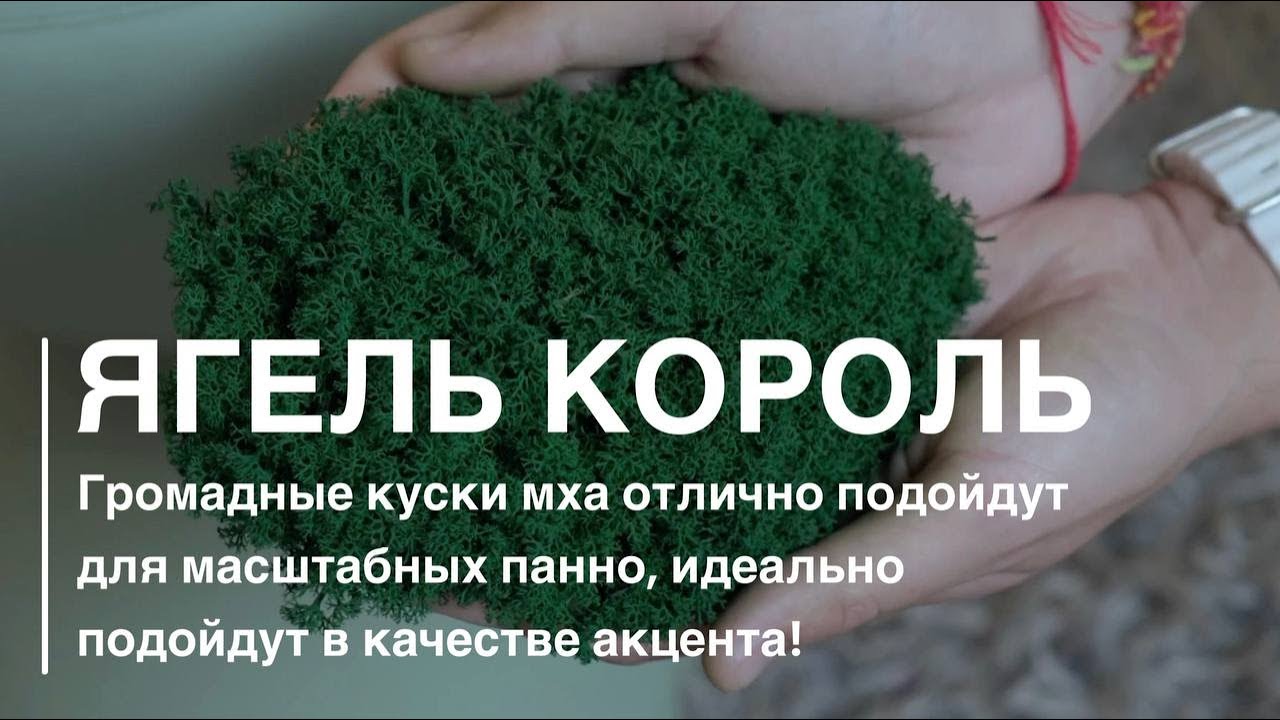 Обзор мха Ягель королевский от компании GREENARY