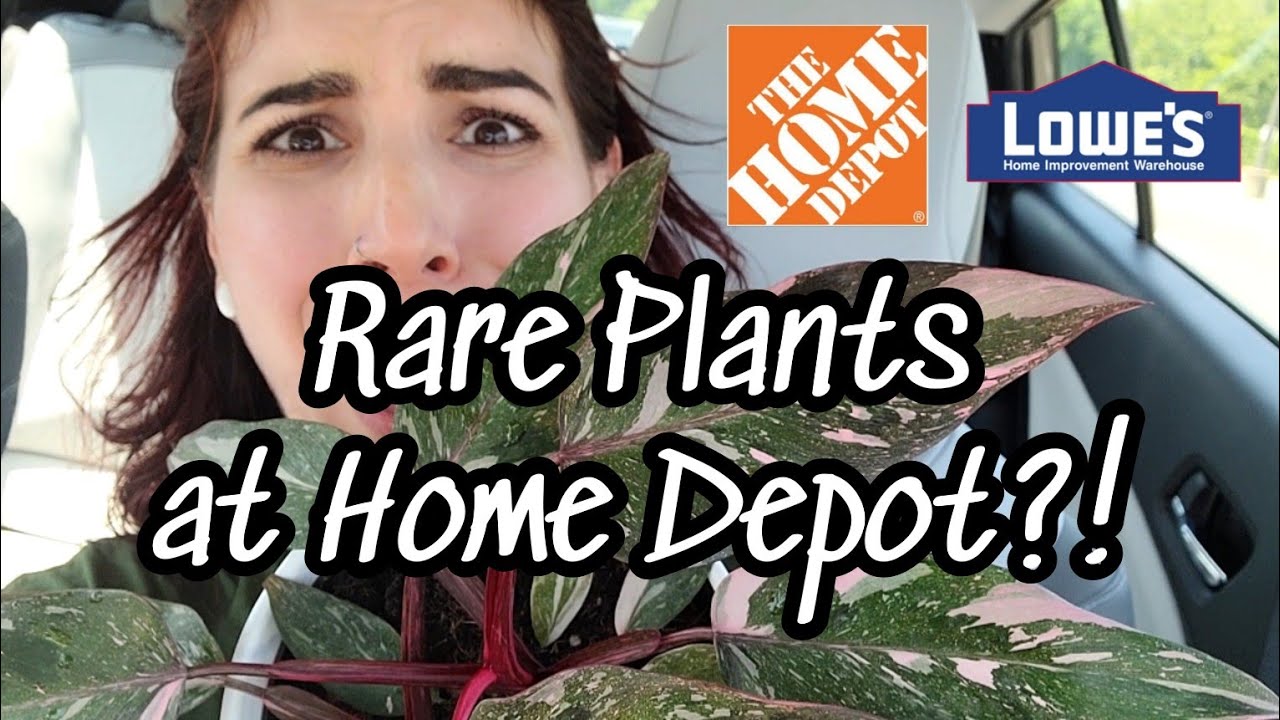 MARBLE VARIEGATED PINK PRINCESS AT HOME DEPOT?! 😲 Big Box Plant Shopping in Bloomfield CT 🌿💕