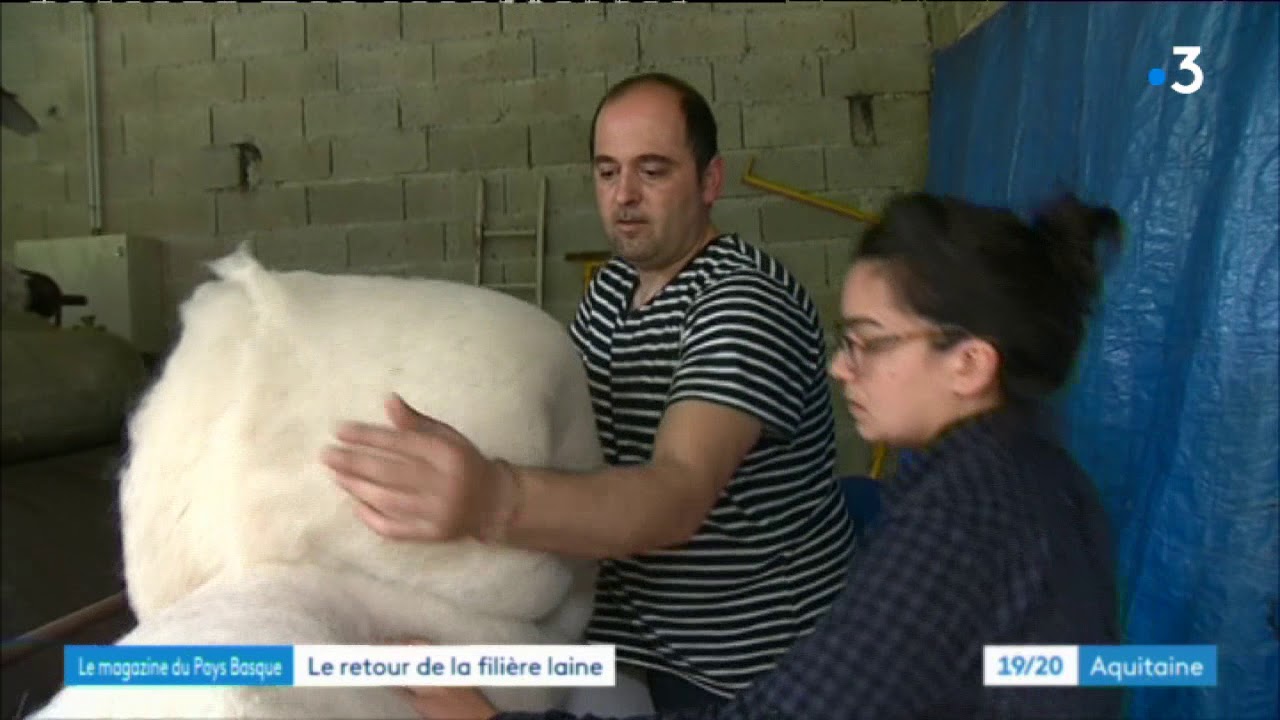 Le retour de la filière laine de brebis au Pays basque