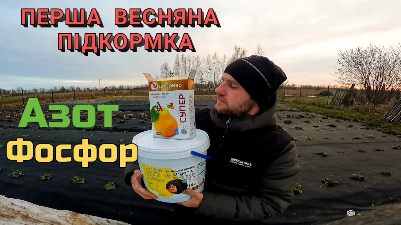 Березень.ЯК І Чим підкормити Минулорічні посадки Молодої полуниці