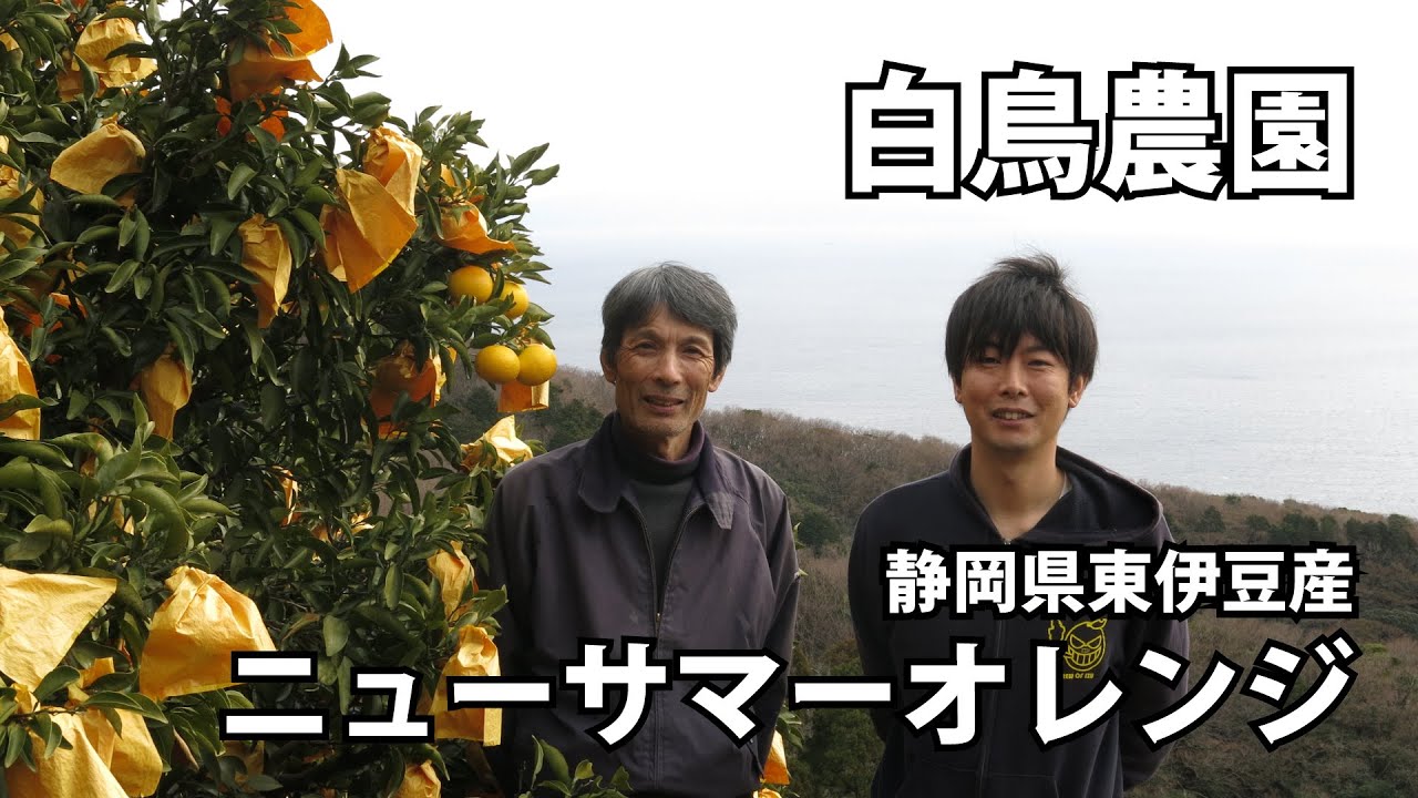 リピーター続出！白鳥農園の東伊豆産ニューサマーオレンジ