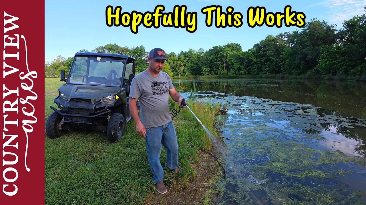 Treating Pond for Duckweed and Algae.  Turning Storm Damage into Firewood