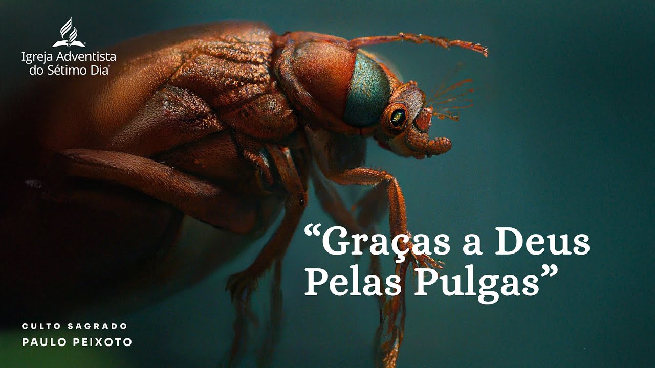 Programa de Sábado, 22de Novembro 2025 - «Graças a Deus pelas pulgas»