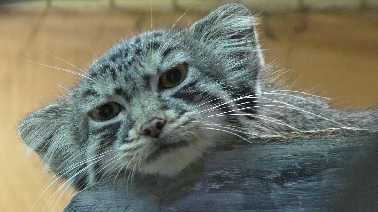 マヌルネコ の『オリーヴァ』と『プリームラ』 (埼玉県こども動物自然公園) 2018年7月22日