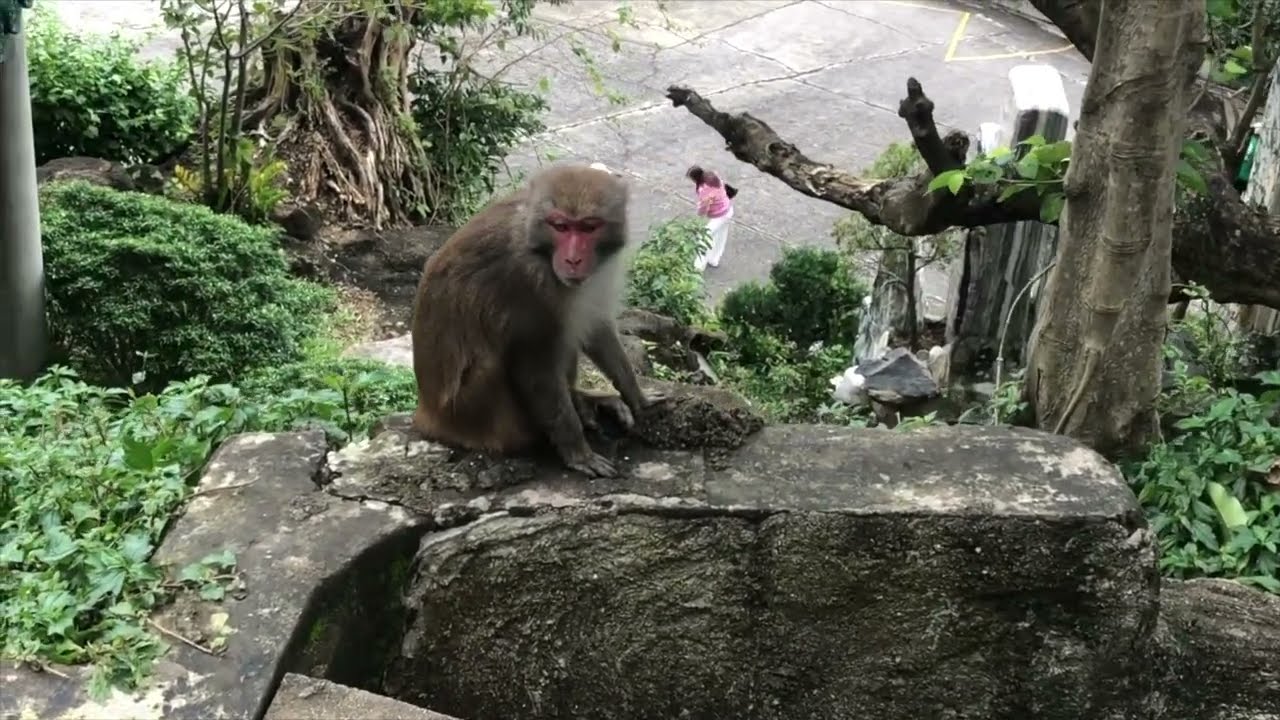 Monkey Mountain in Da Nang, Vietnam