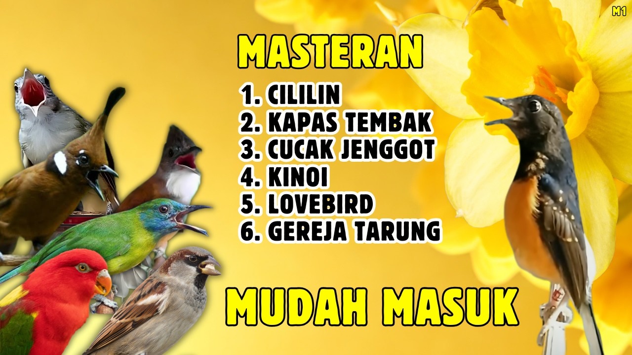 🔴 MASTERAN MURAI BATU GACOR