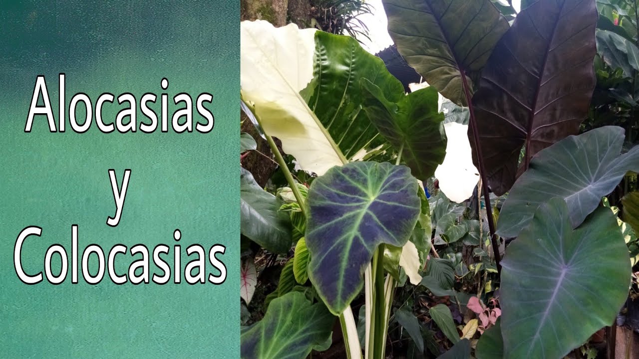 Diferencias entre alocasias y colocasias