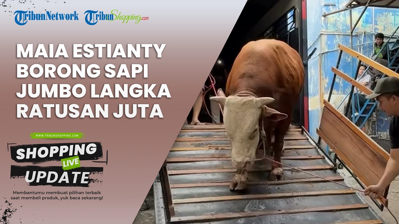Dibeli Ratusan Juta, Maia Estianty Borong Sapi Jumbo di Irfan Hakim, Jenisnya Langka