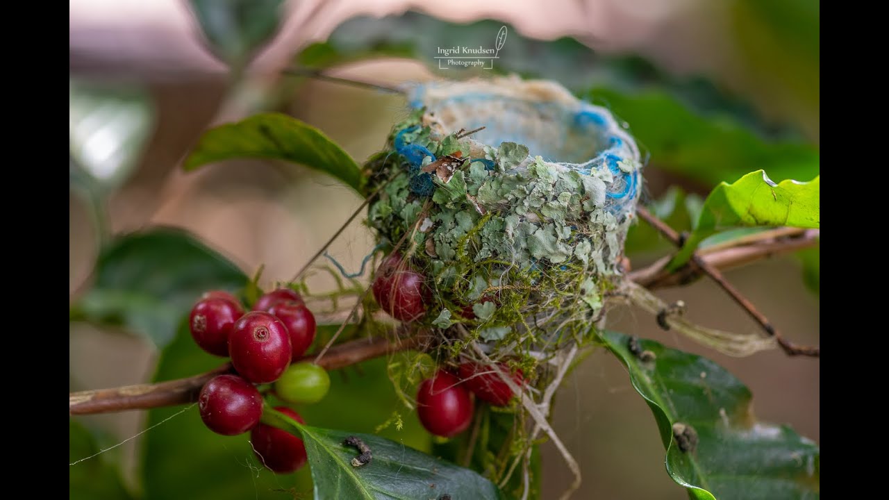 Virtual Coffee Tour Cafe Rosa Blanca
