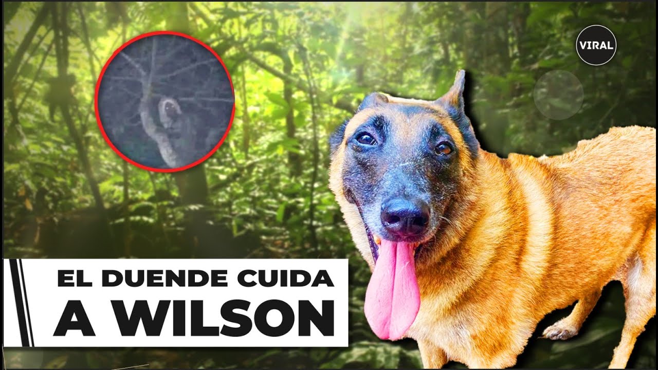 &ldquo;Wilson&rdquo; se intercambi&oacute; por los ni&ntilde;os de la selva, lo tienen los esp&iacute;ritus