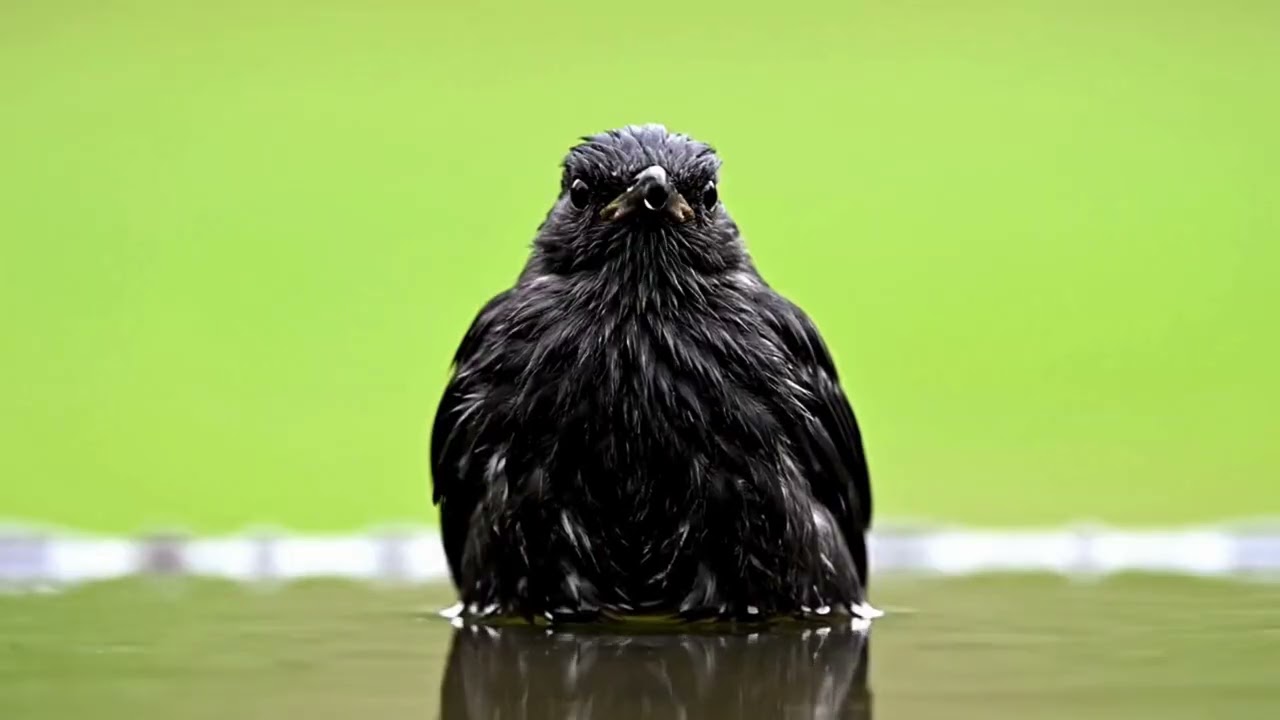 Birds' sweet sounds that relaxation mind and body! #wildlife #birdsounds #bird