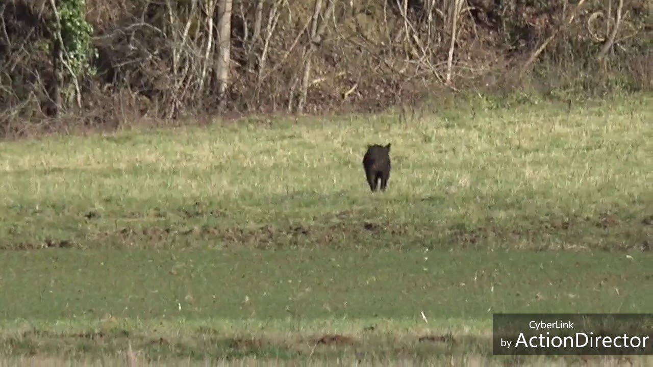 Vidéo de chasse aux sangliers dans le gers