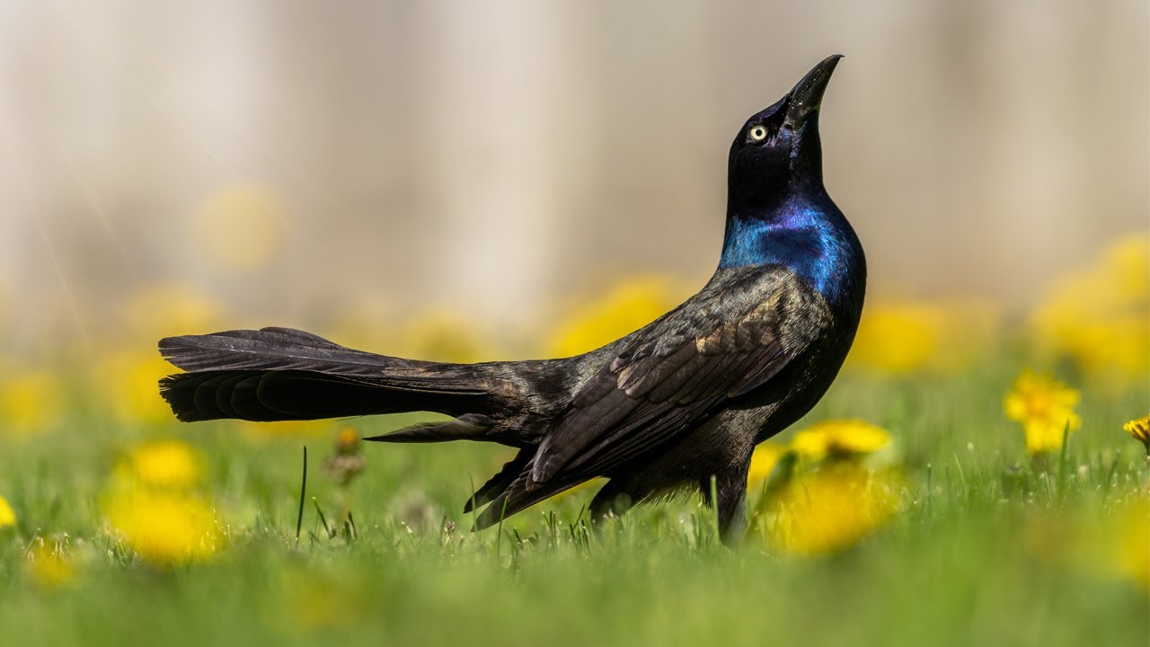 The BEST Resource for BIRD Photographers