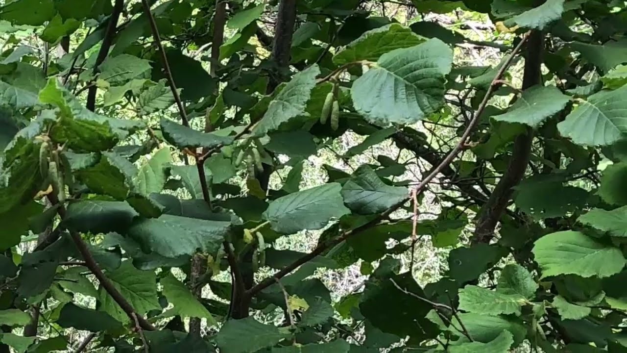 Avellano (Corylus avellana)