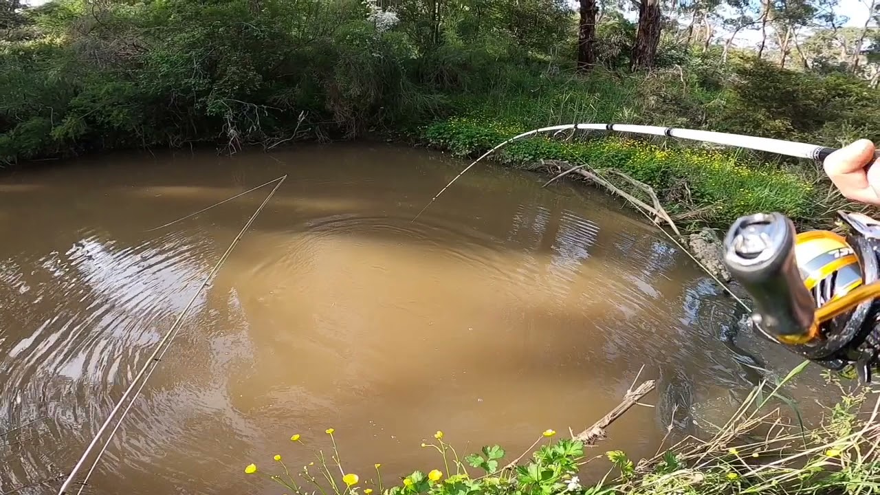Plenty River Redfin, Carp and Eel