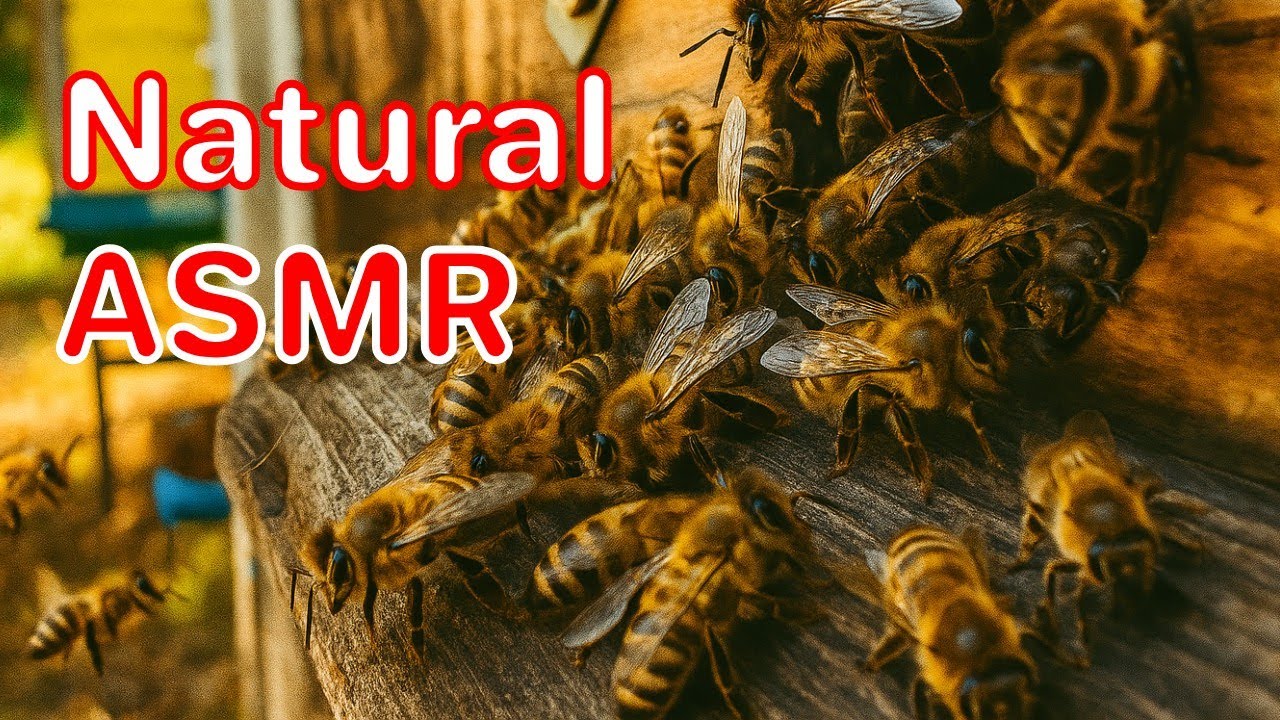 Peaceful Bee Sounds | 1 Hour at the Beehive