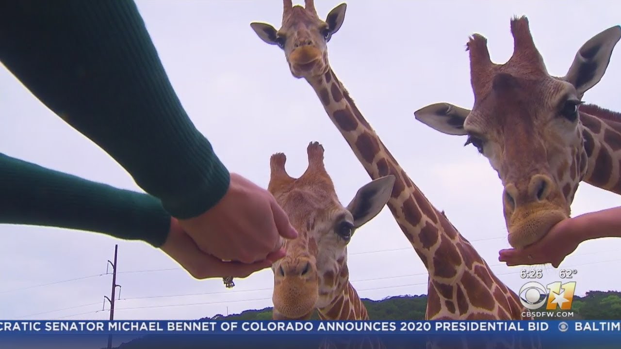 One Tank Trip: Fossil Rim Wildlife Center In Glen Rose