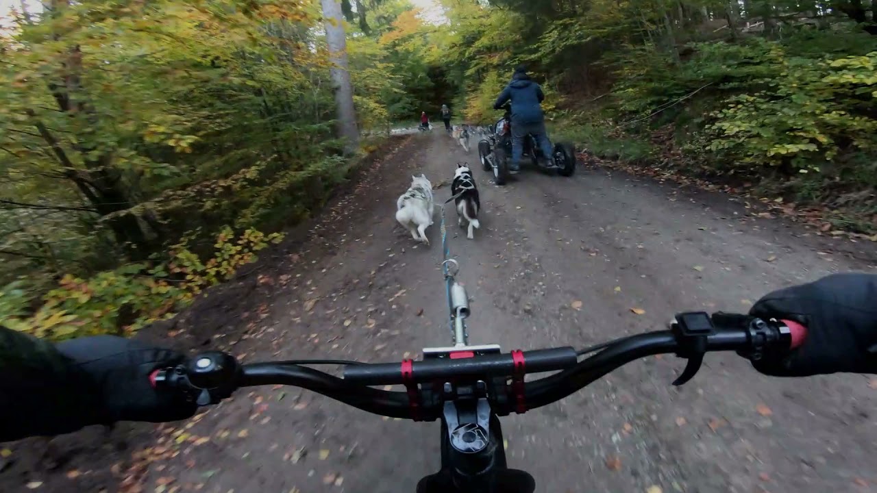 Husky-Treffen Zughundesport, Sleeddogs