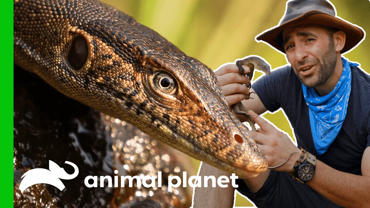 How To Catch A Monitor Lizard | Coyote Peterson: Brave The Wild