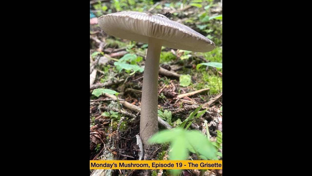 Monday's Mushroom, Episode 19 - The Grisette (Amanita vaginata)